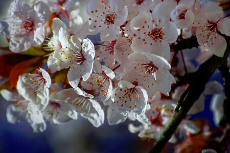 White tree nature