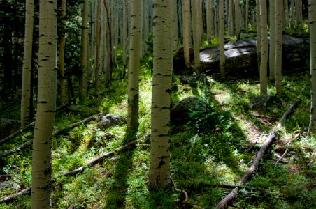 Inner Basin Trail photo