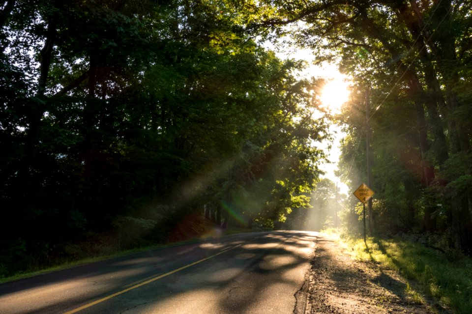 Morning Rays