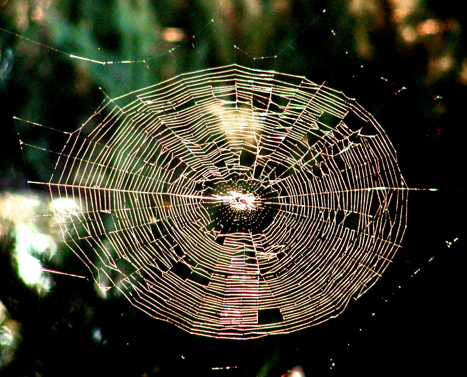 Just Another Orb Web