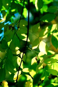Backlighted-leaves photo
