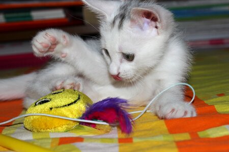 Toy malai kitten photo