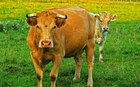 Nature china calf