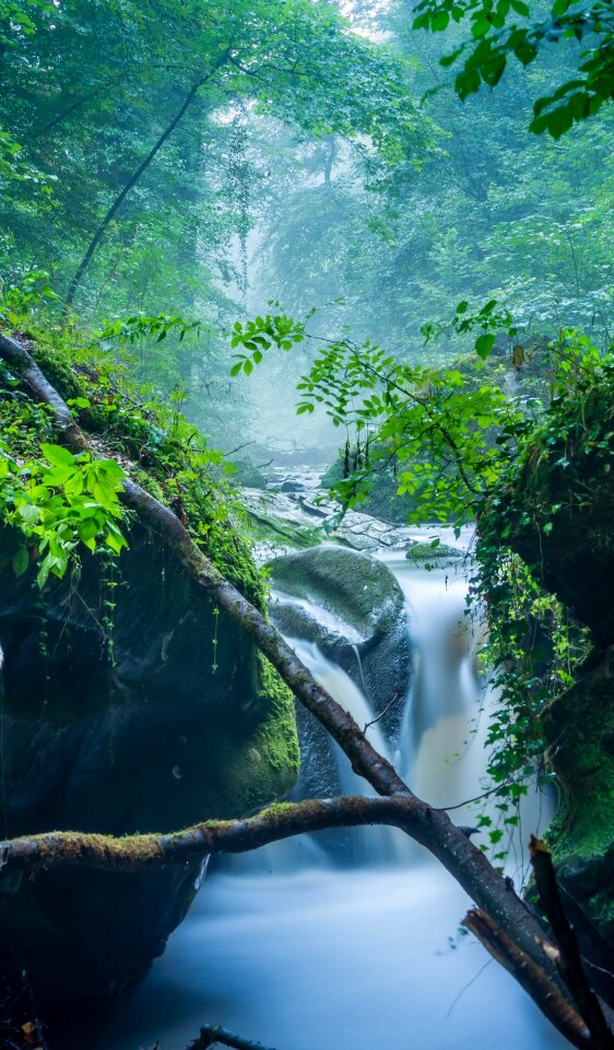 Forest tree moss
