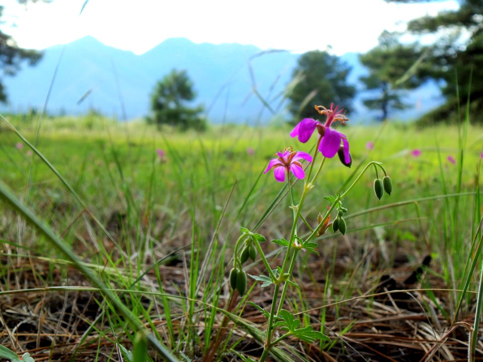 Summer Wildflowers near Old Caves Crater