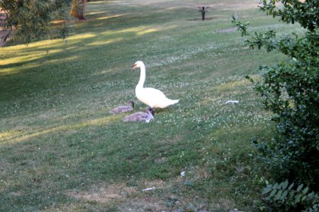 Swan and Cygnets photo