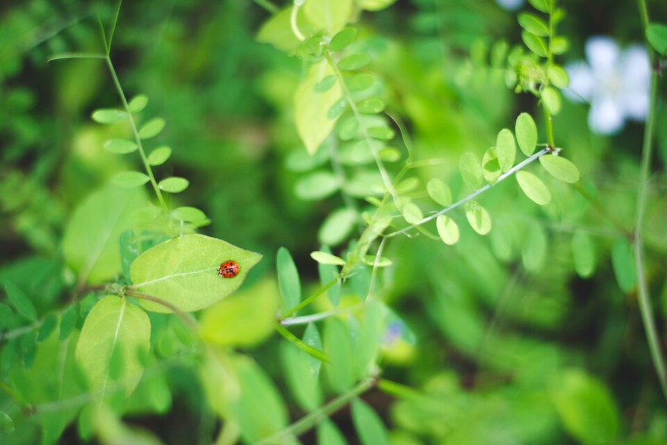 Plants green nature