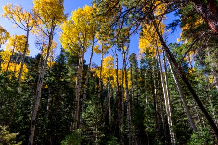 Inner Basin Trail No. 29