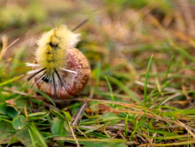 Caterpillar adventure - bouldering this acorn photo