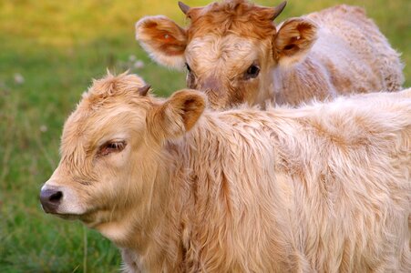 Nature china calf