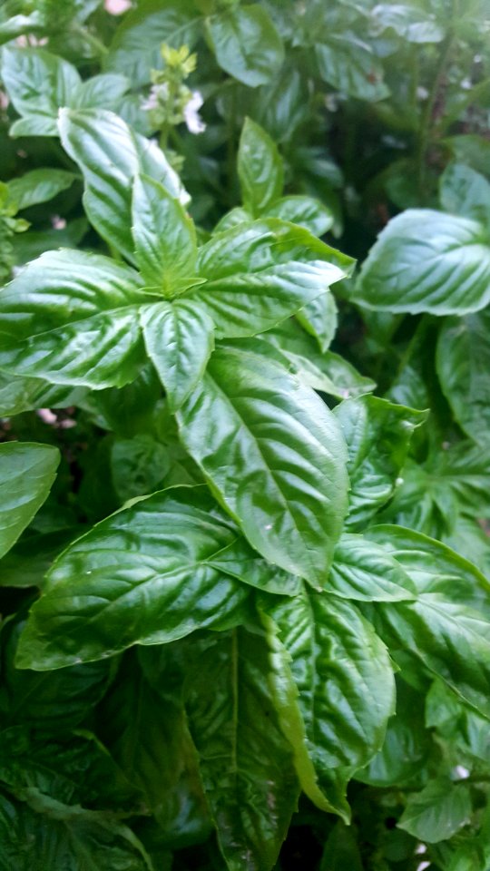 Basil - Organic in semi arid environment.
