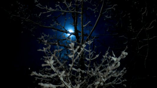 Moonlit snow-covered tree branches photo
