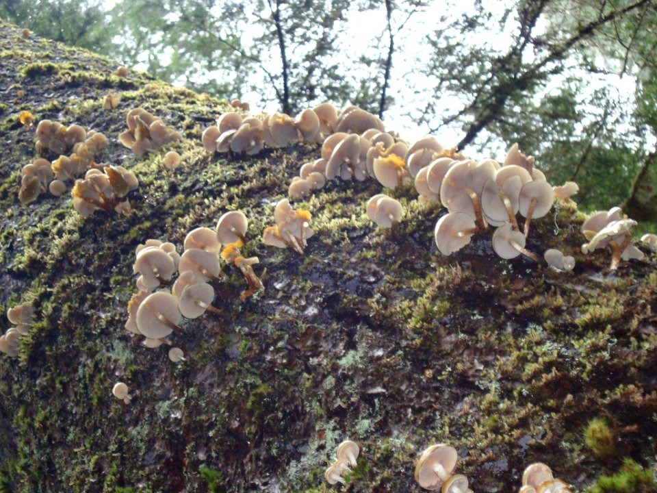 Mushrooms of the Olympics