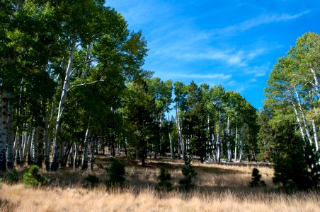Bear Jaw Trail