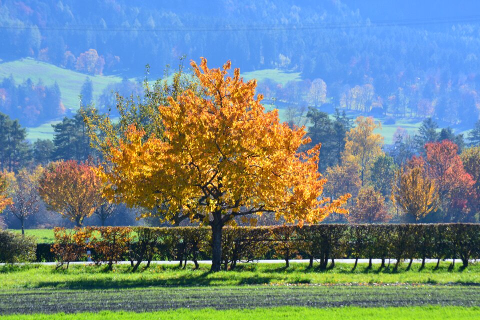 Mood leaves tree in the fall