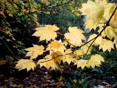 Glowing Vine Maple