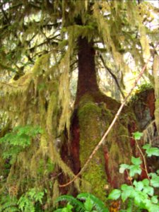 Mossy Tree in Quinault