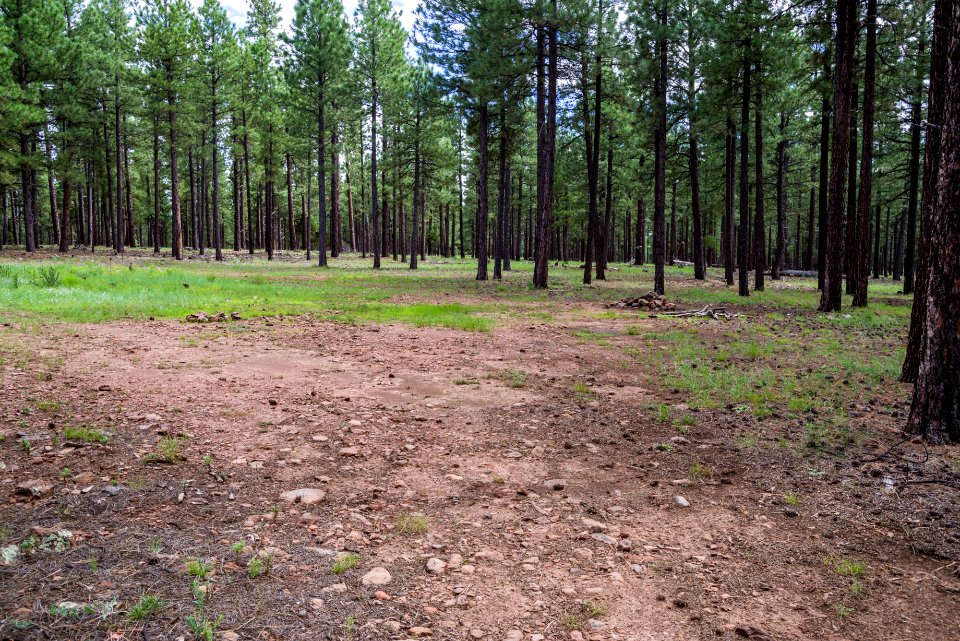 Wing Mountain Camping Area: FR 222A