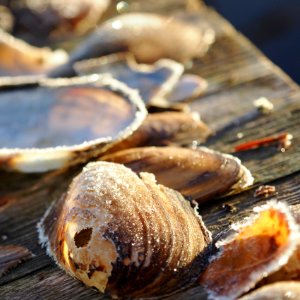 Mussel shell