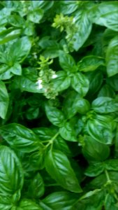 Basil - Organic in semi arid environment.
