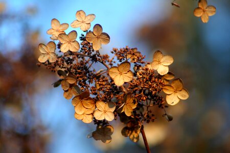 Autumn fall flowers