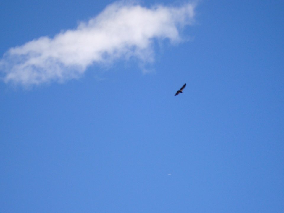 California Condor from Rim Trail