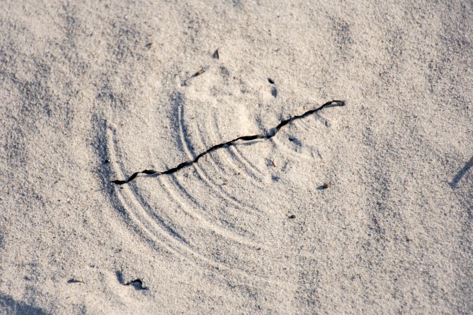 Wind Traces on the Beach photo