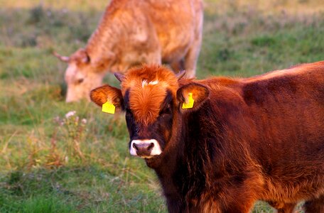 Nature china calf