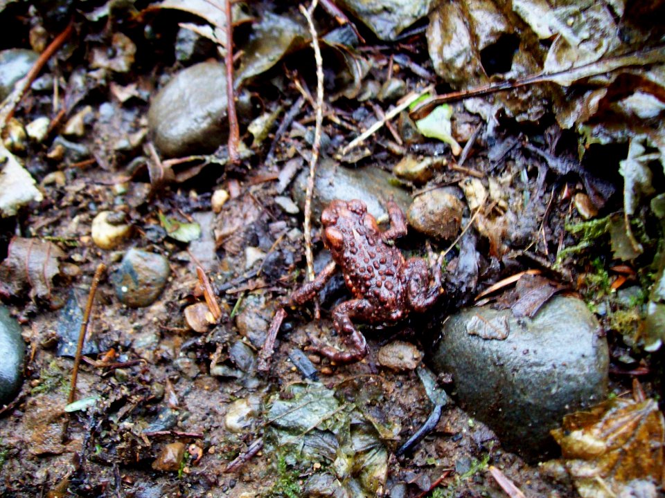 Camouflage
