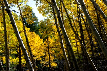 Bear Jaw Trail
