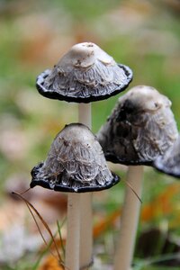 Garden forest black