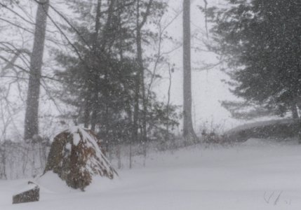 Winter Storm Juno photo