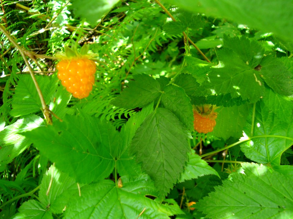 Salmonberries