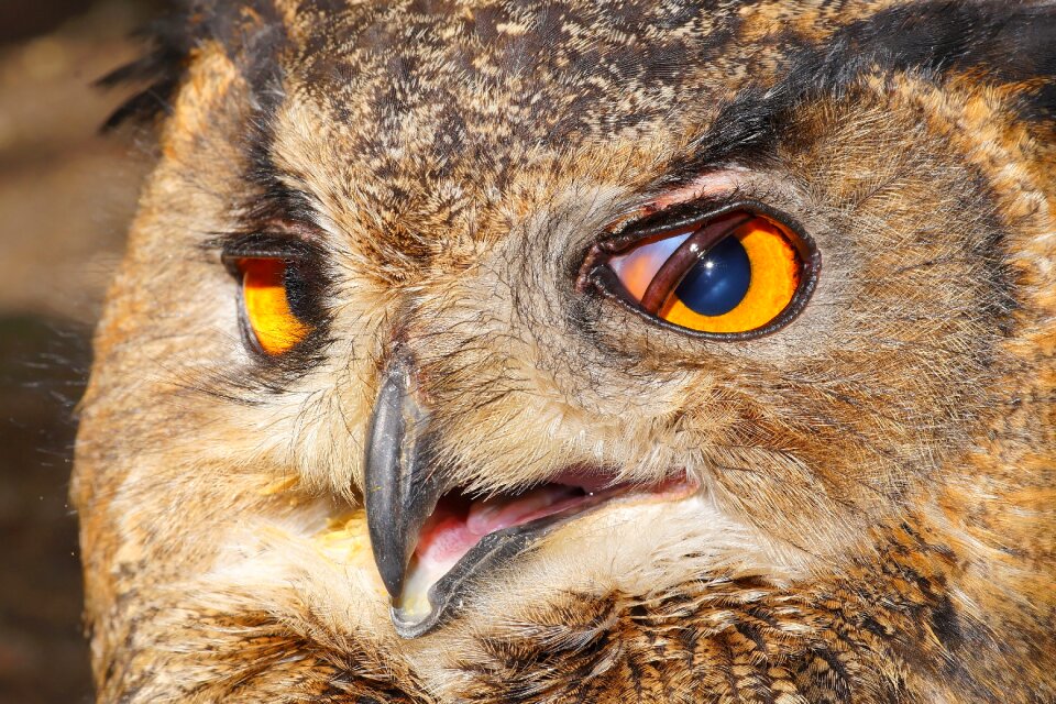 Raptor bird of prey lighted eyes