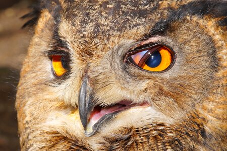 Raptor bird of prey lighted eyes photo