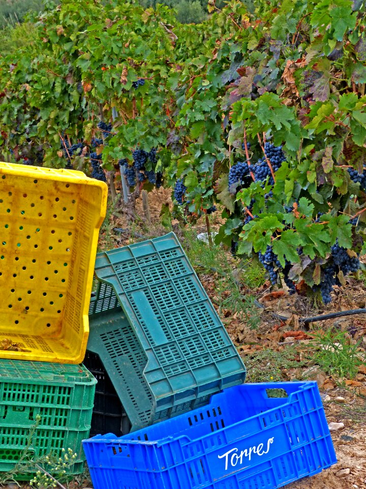 Vine october wine