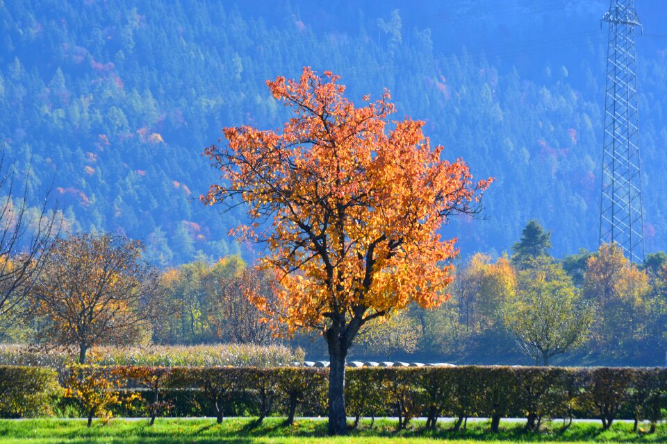 Golden autumn leaves light