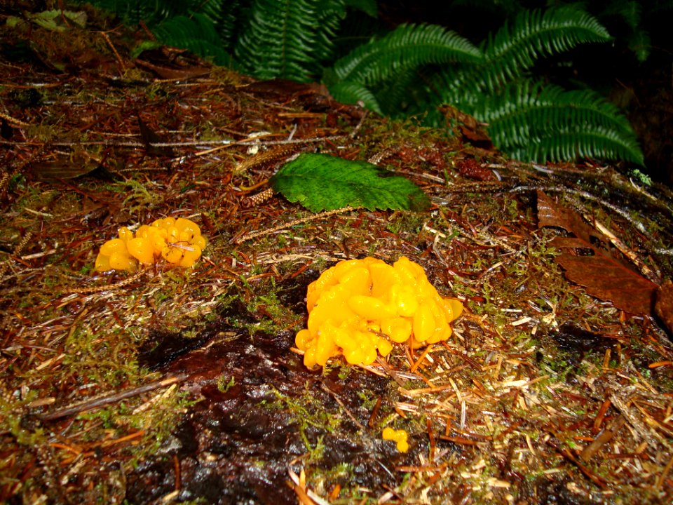 Orange Jelly Fungus