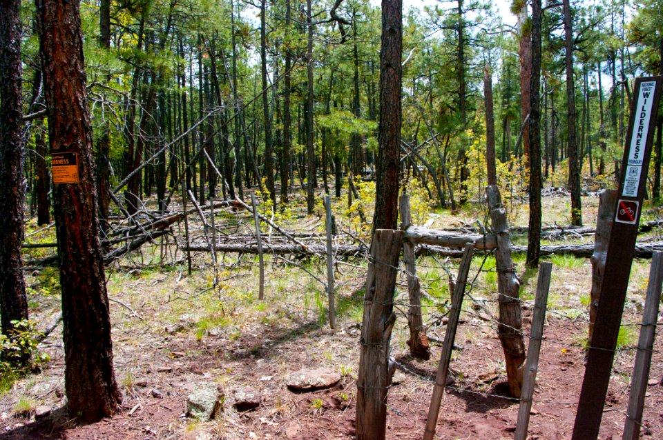 Dorsey Trail No. 7