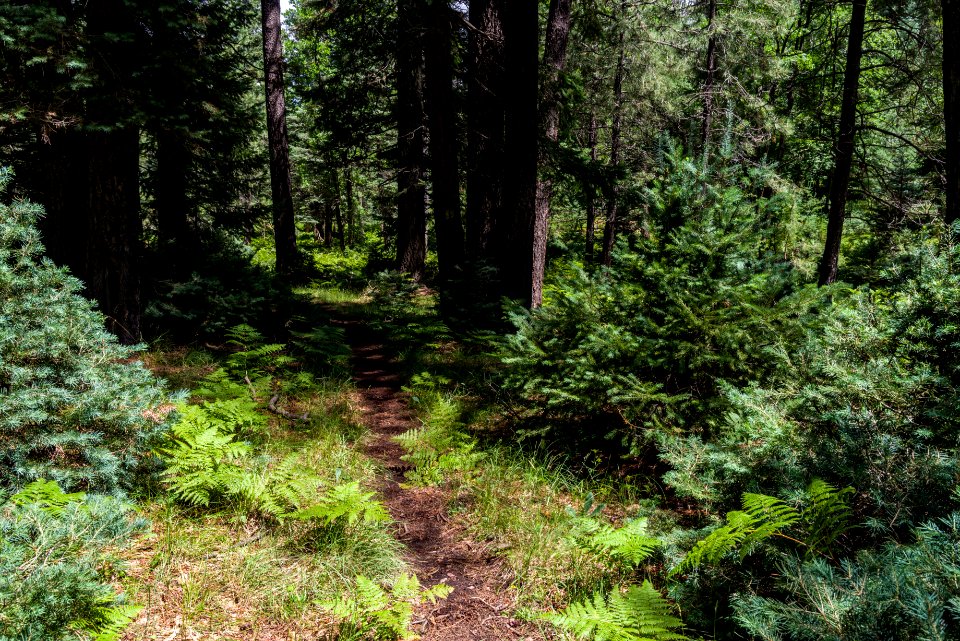 Barbershop Trail
