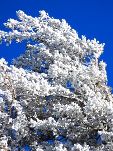 Wind Blown Frozen Tree