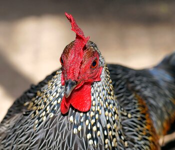 Gockel poultry bill photo