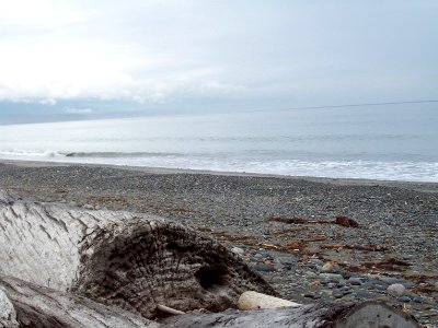 Dungeness Spit Preserve photo