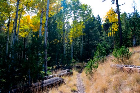 Bear Jaw Trail