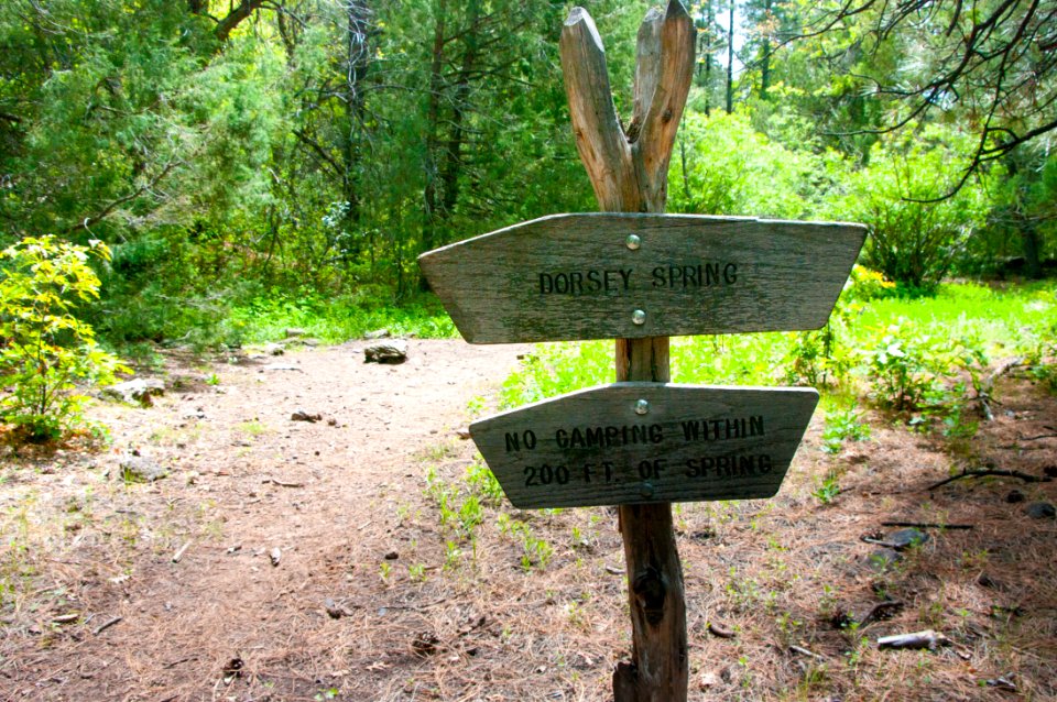 Dorsey Spring