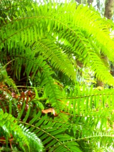 Luminous Green
