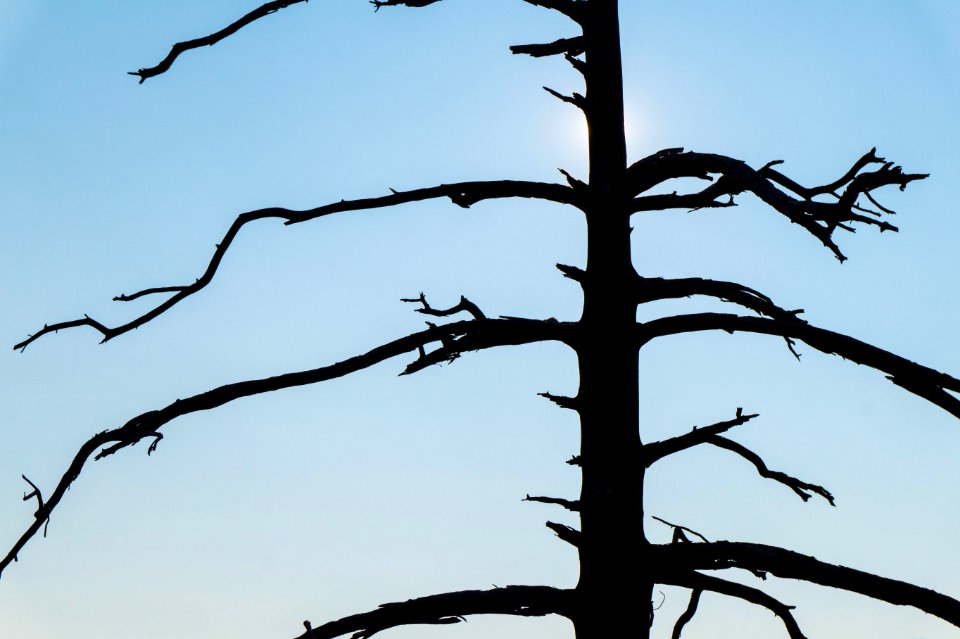 Leaveless silhouette.