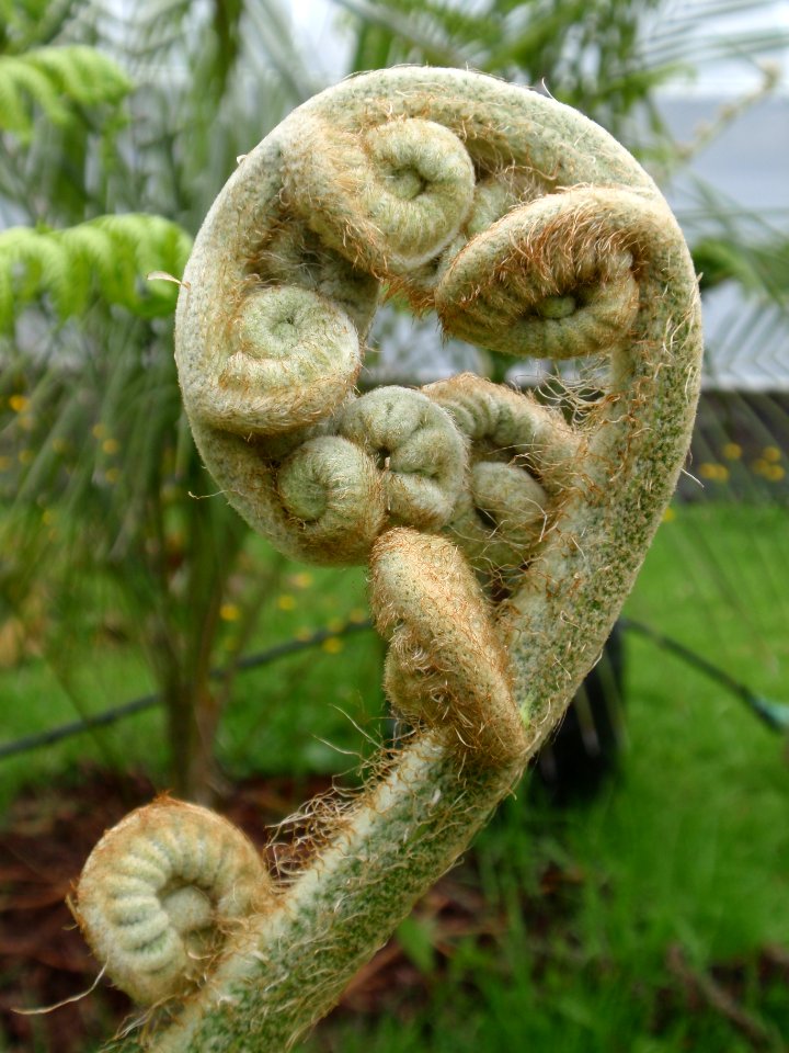 Crozier of Cyathea brownii (endemic to Norfolk Island) taken at Kerikeri NZ on 10 December 2012