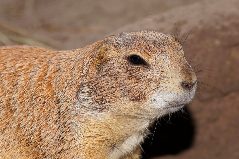 Squirrel related cute north america