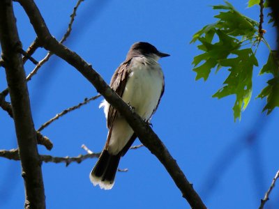 Eastern Kingbird, Winter Pond, MA